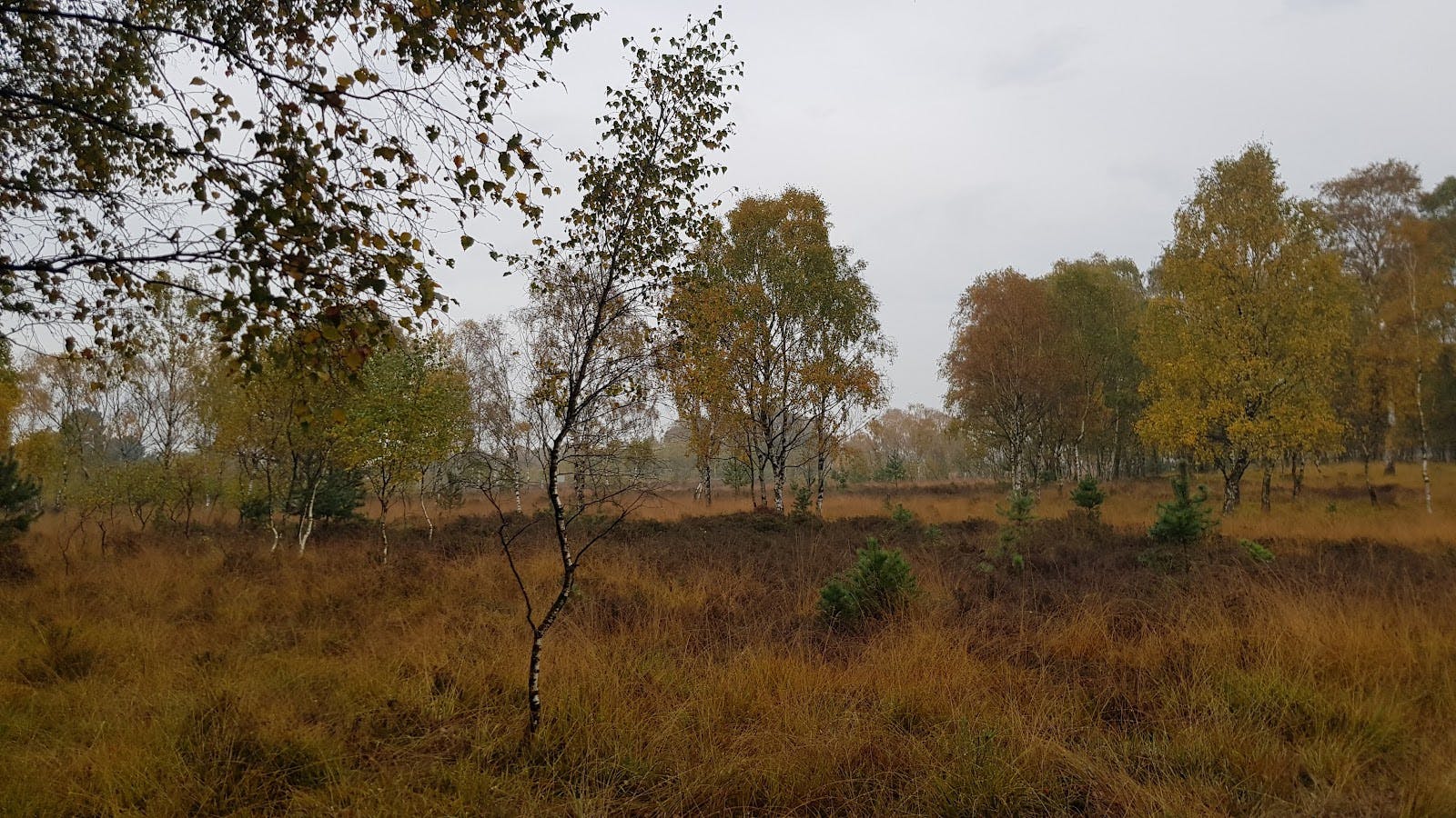 York Golf Club - >Stuart Grant</a>