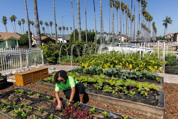Growing Food Instead of Lawns in California Front Yards - The New York Times