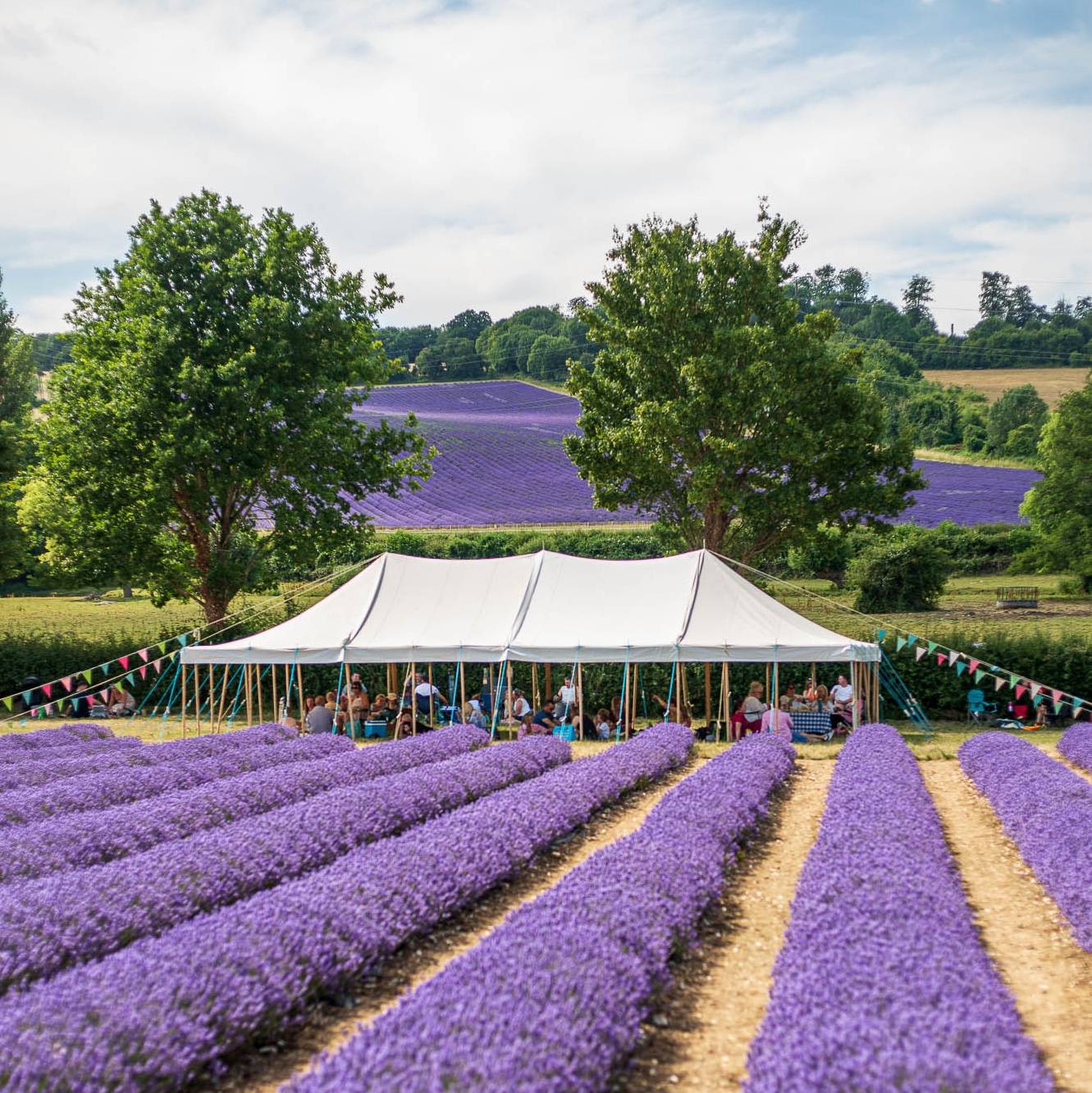 This season at castle farm - Castle Farm Shop
