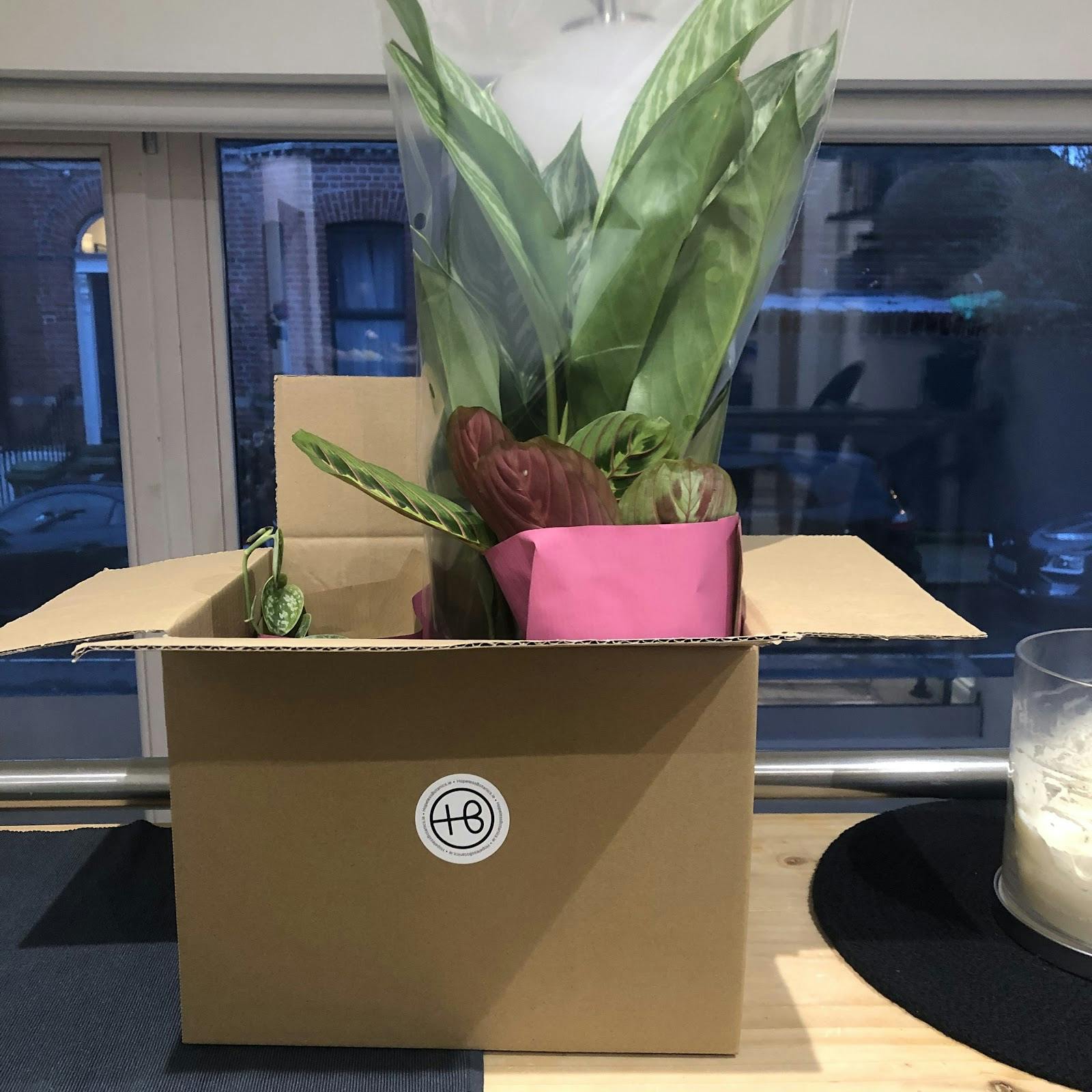 Botanical Boys - >Caitriona Egan</a>