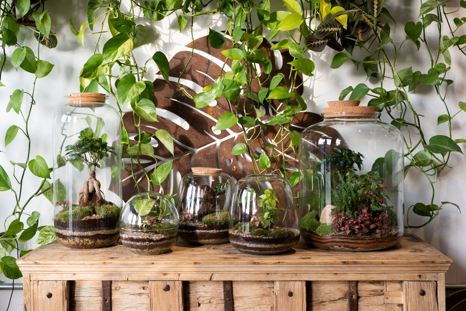 Botanical Boys – Connecting People to Nature