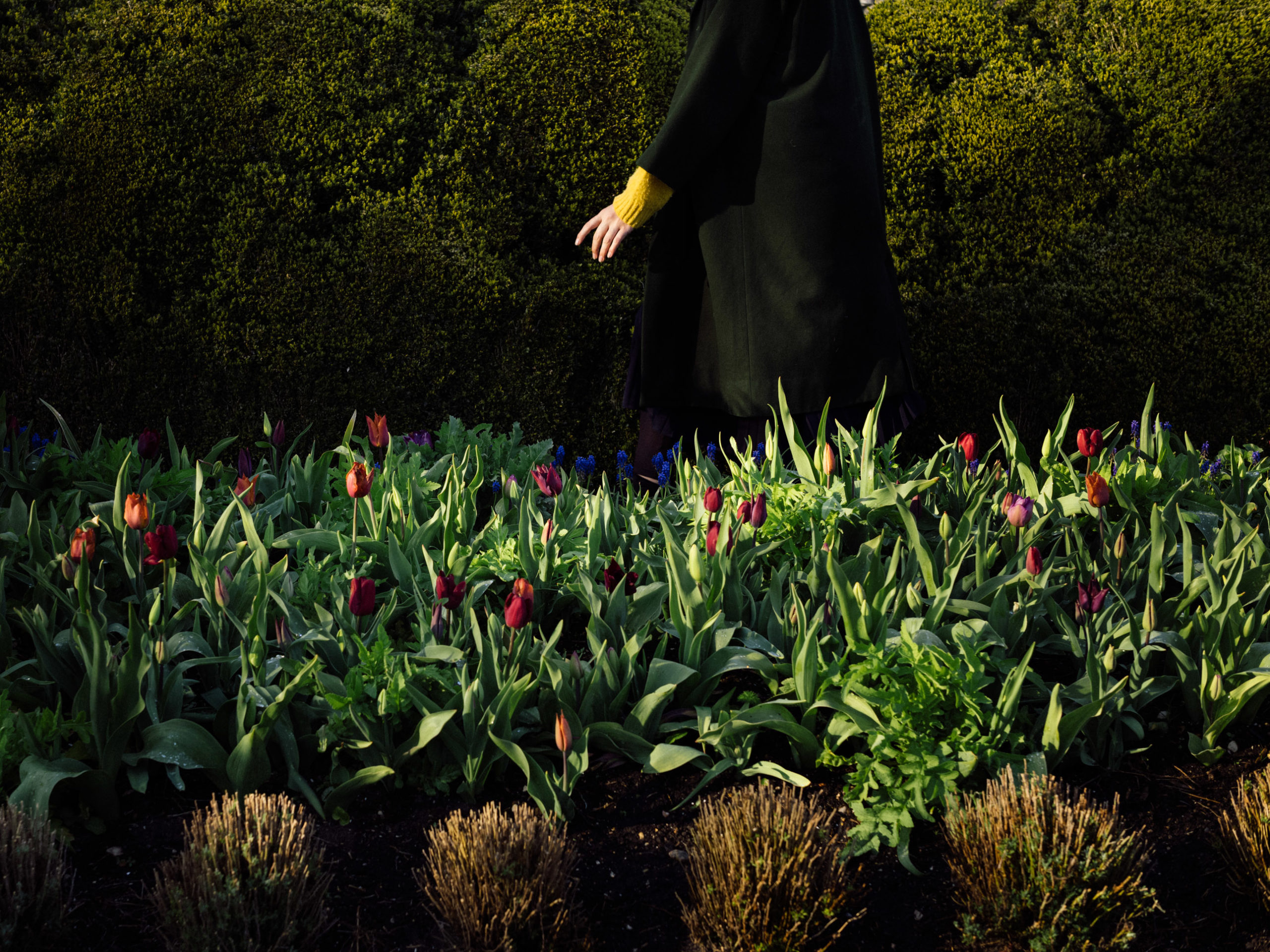 Charleston — Garden