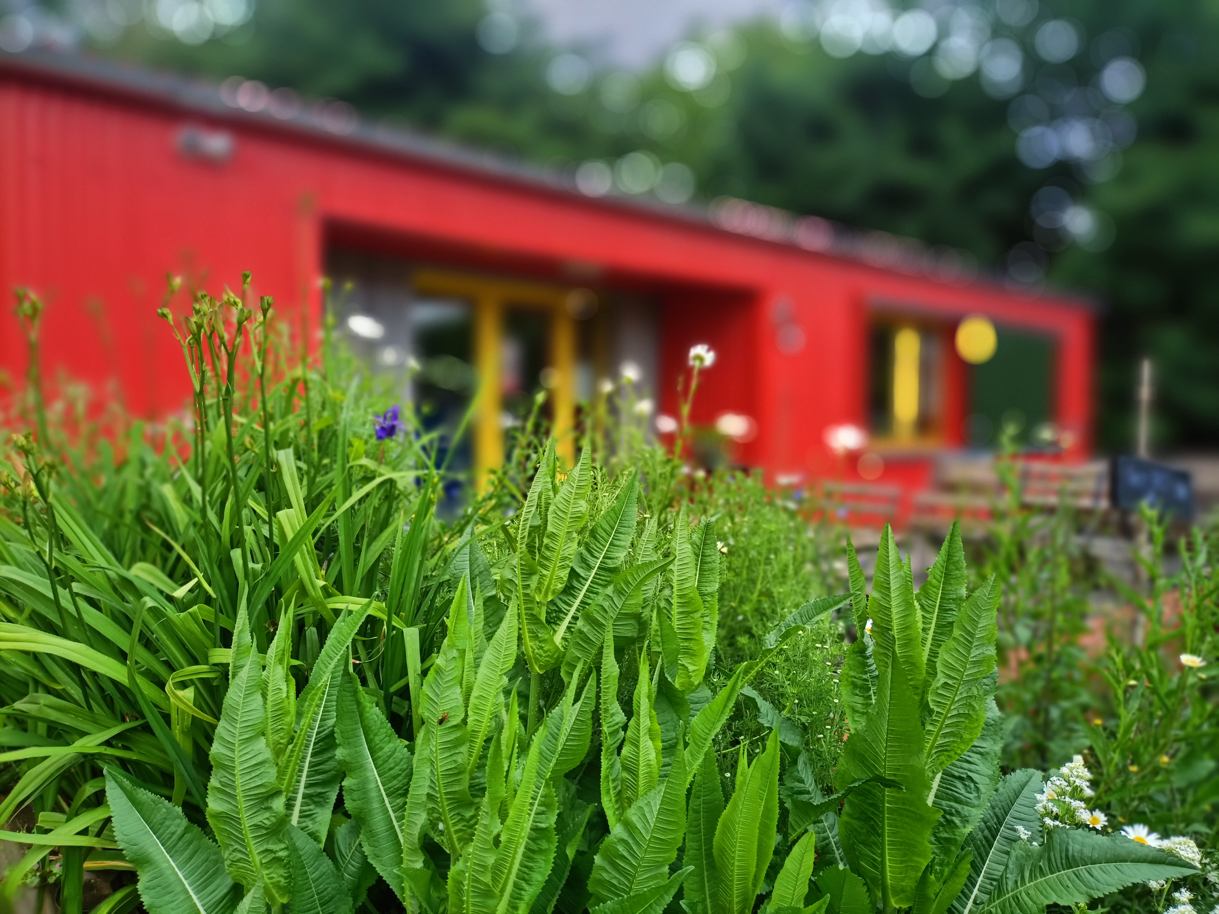 The Red Shed - 4230a0d5-cf70-4296-926b-b69d1db8c114.jpg