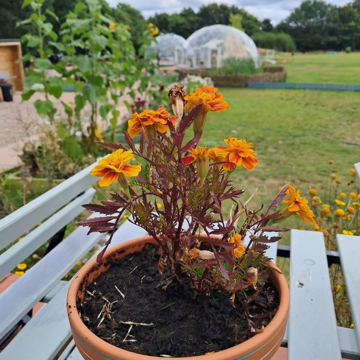 The Red Shed - d99248a4-d426-4d92-93a8-c381bc973b08.jpg