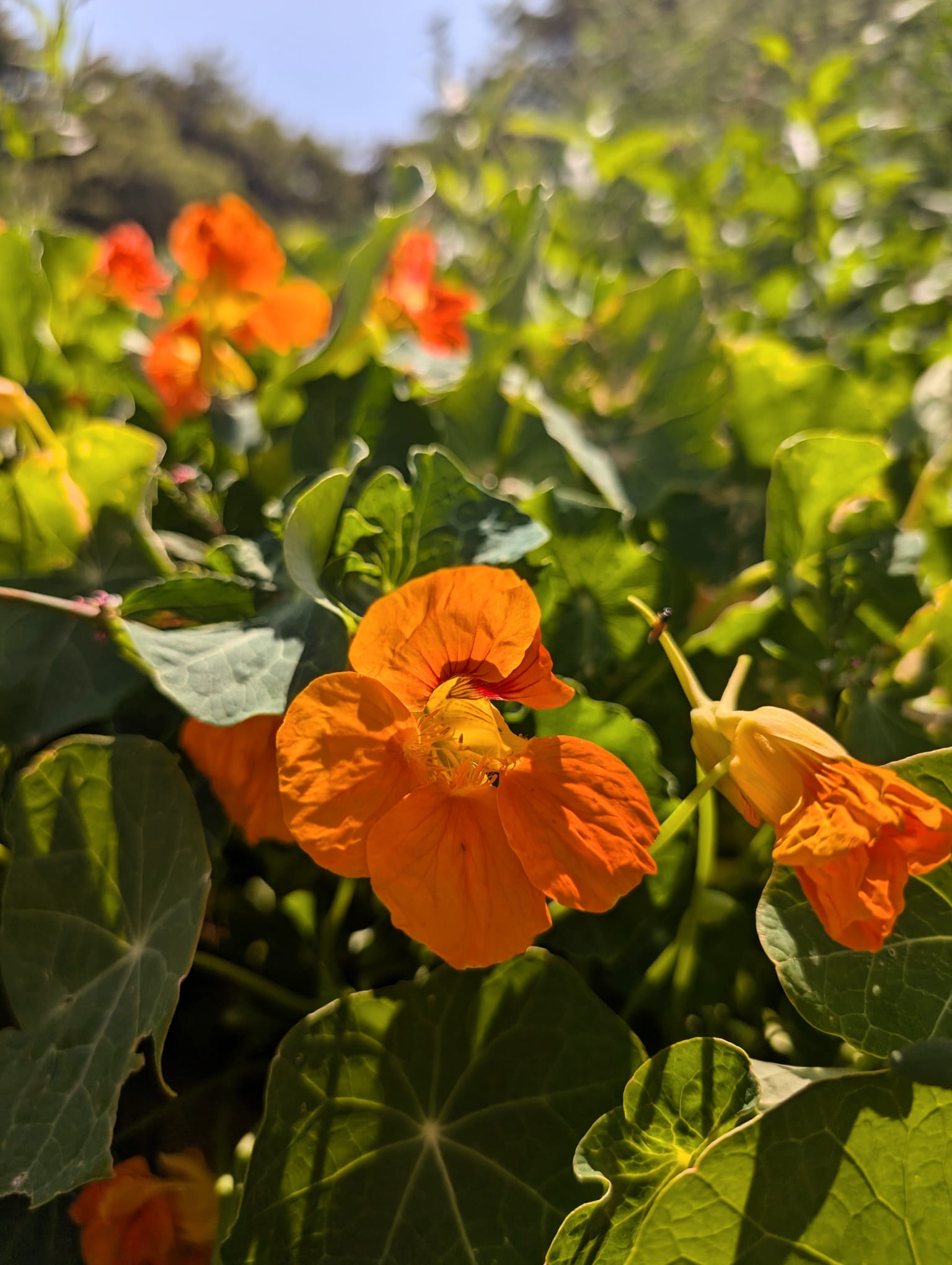 Stretch "Bonga" Tent - 4a227c9d-f11c-4326-ae5d-8416f9dcc88c.jpg