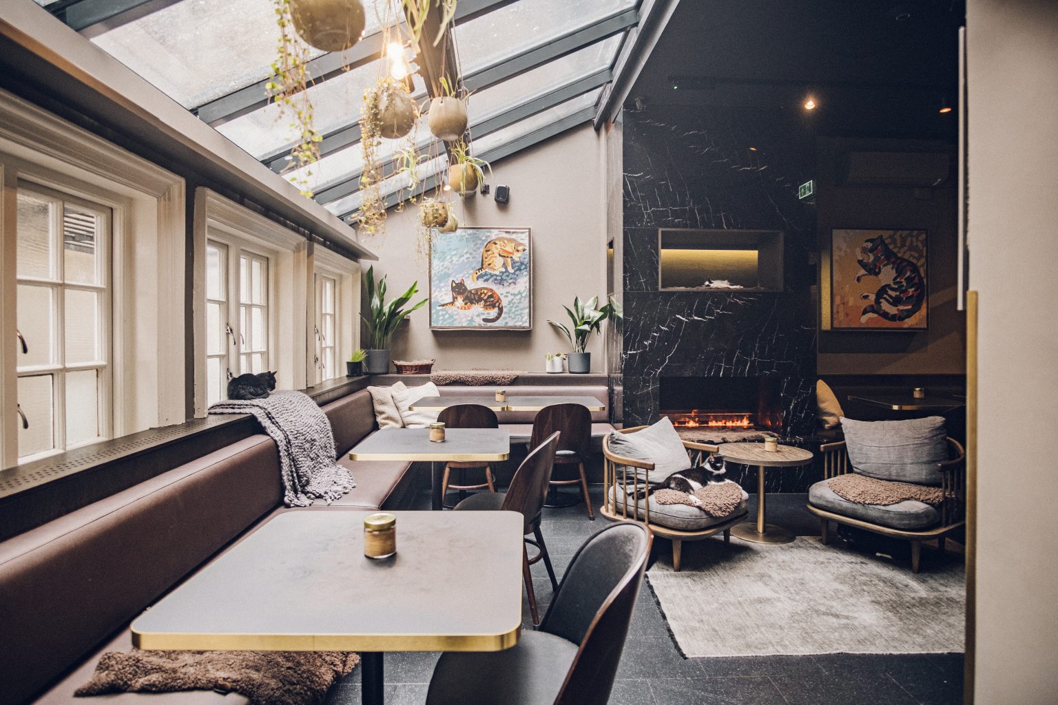 Cat & Kitten Lounge Private Hire Java Whiskers Marylebone - 27e5113d-d1d2-4408-9df9-c5d2d0e8d498.jpg