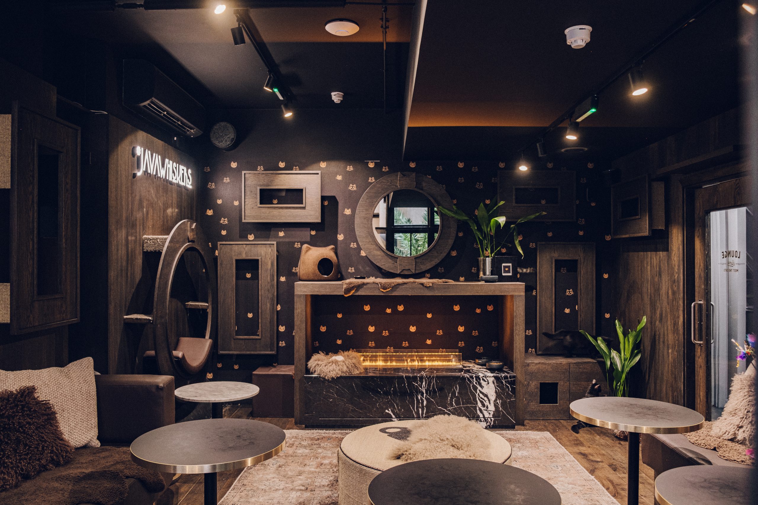 Cat & Kitten Lounge Private Hire Java Whiskers Marylebone - 4298ffc6-ac65-428f-b993-42c1f76fc8ac.jpg