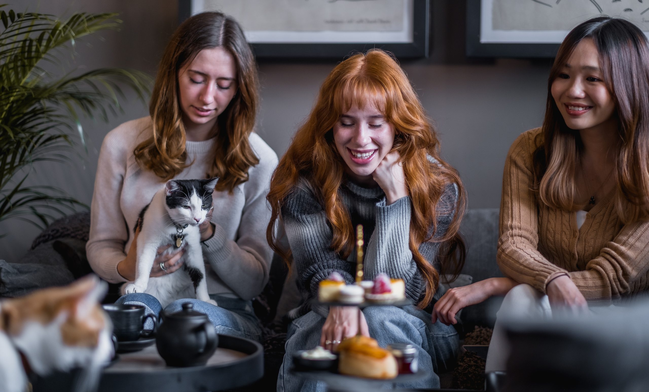 Cat & Kitten Lounge Private Hire Java Whiskers Marylebone - cb144d92-c64c-4cb9-b8cf-524d851b52ba.jpg