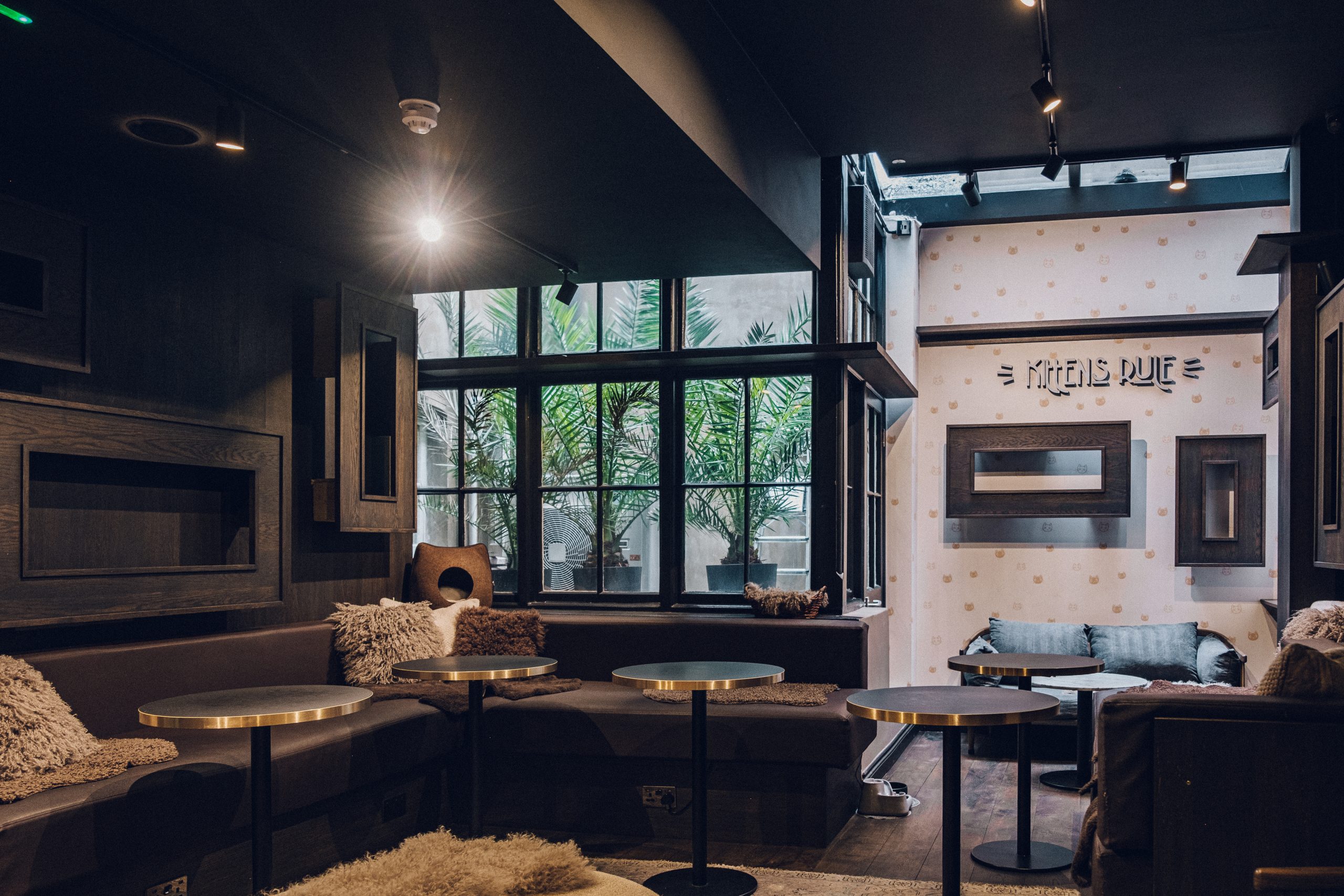 Cat & Kitten Lounge Private Hire Java Whiskers Marylebone - d91ab2f5-6eb7-427a-a18f-563b12de5eda.jpg