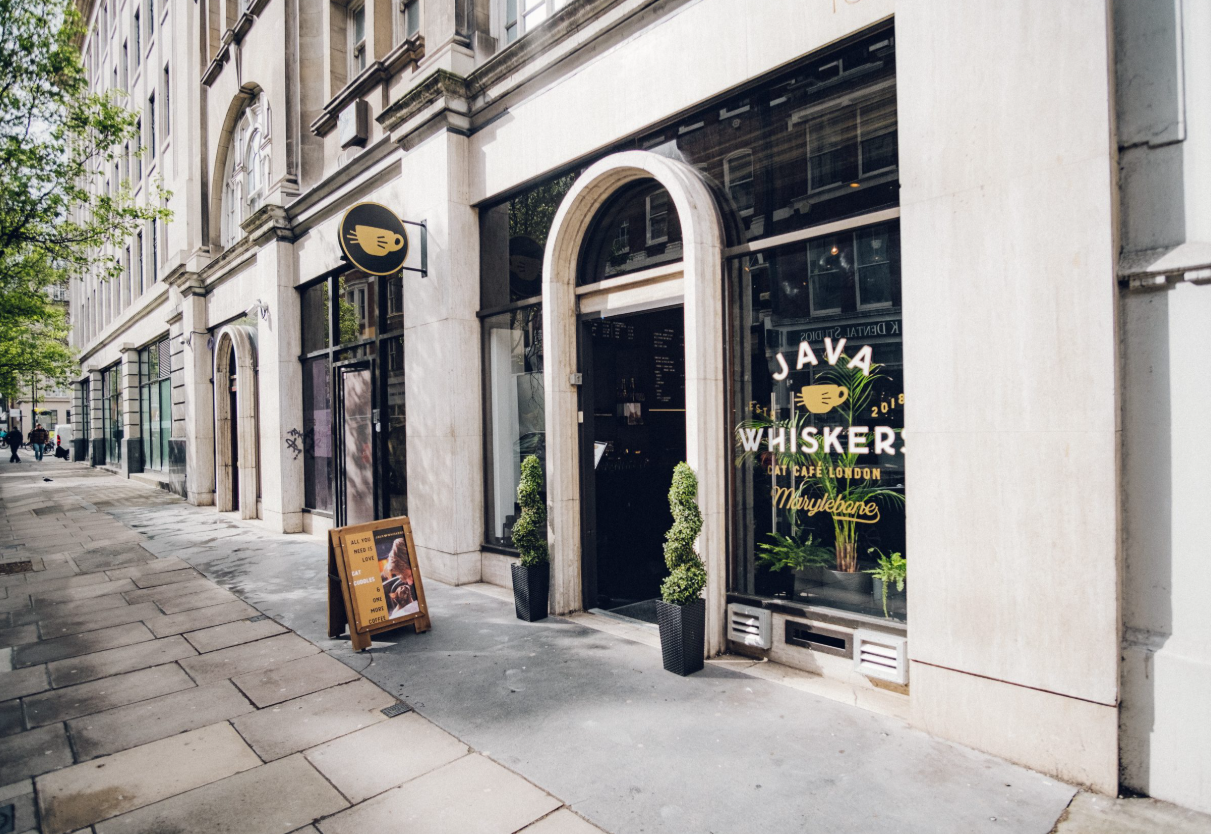 Cat Lounge at Java Whiskers: cozy café with large windows, ideal for networking events.