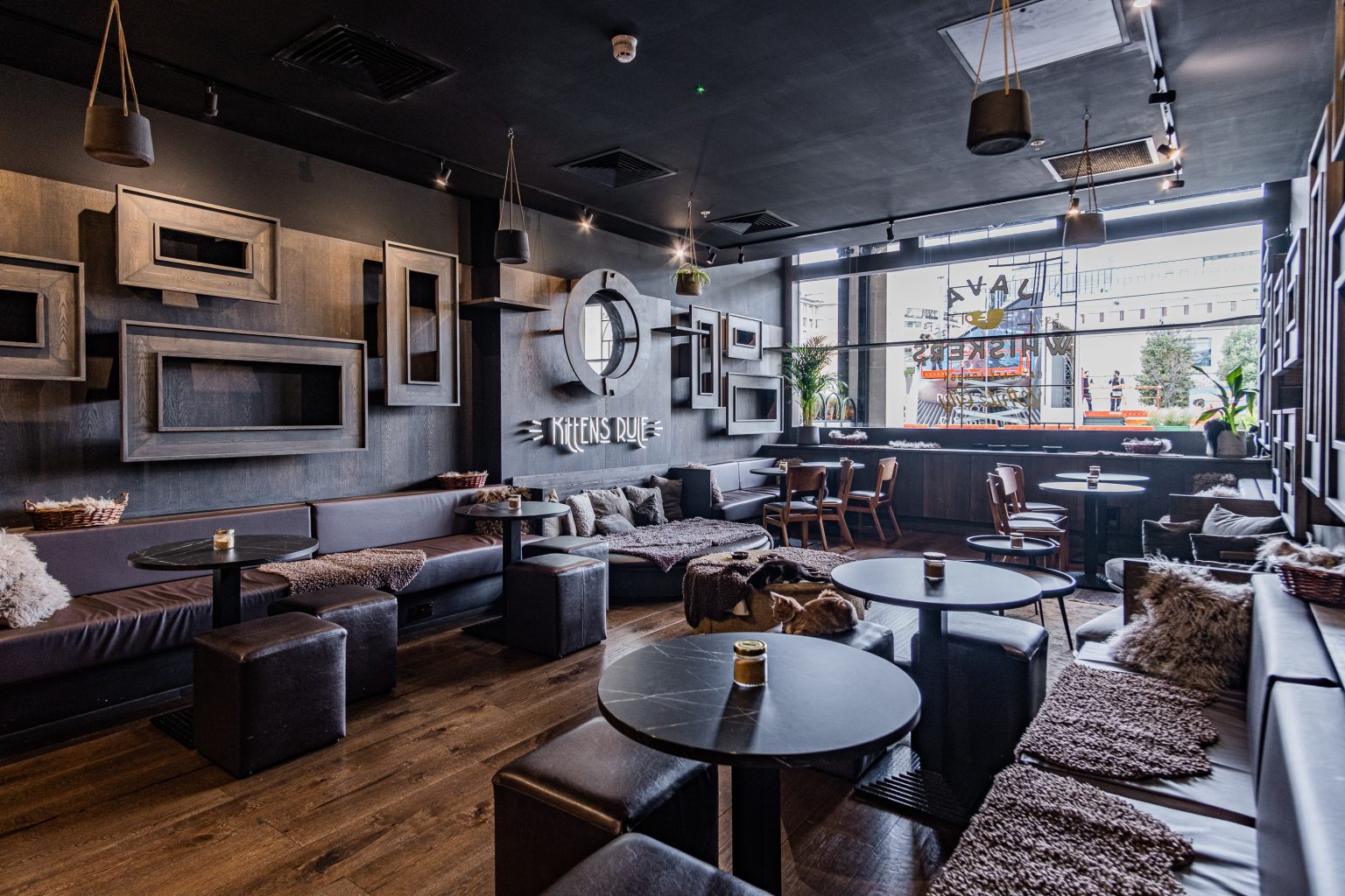 Cat & Kitten Lounges - 7b70afd6-d8df-4c14-8287-3dc4c3b234ac.jpg