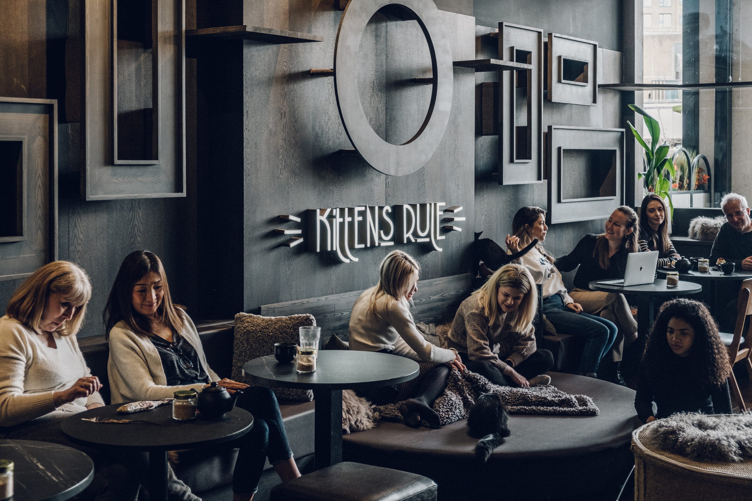 Cat & Kitten Lounges - 9d19769a-d029-4612-aa77-415f57b8bace.jpg