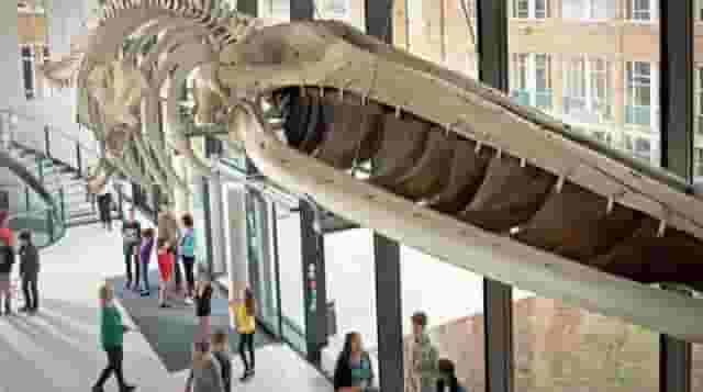 The Museum of Zoology