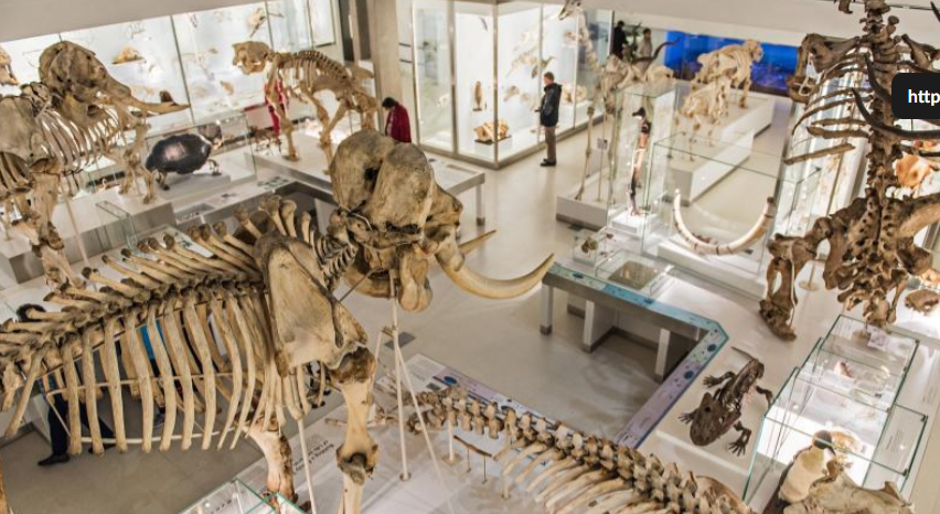 Whale Hall with large animal skeletons, ideal for corporate events and educational programs.