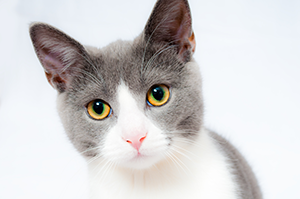 Gray and white cat with yellow eyes in conference room, perfect for pet-friendly events.
