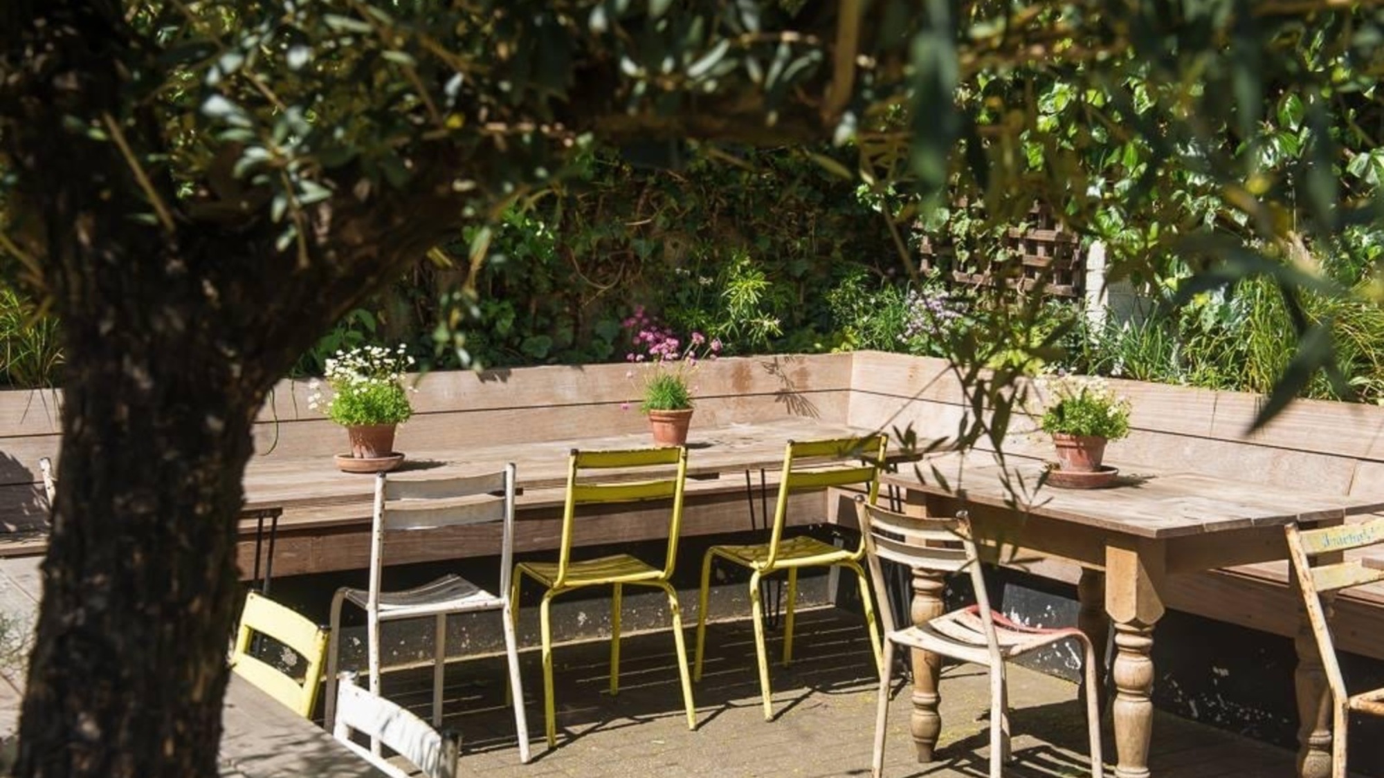 Salty Olive - image 3