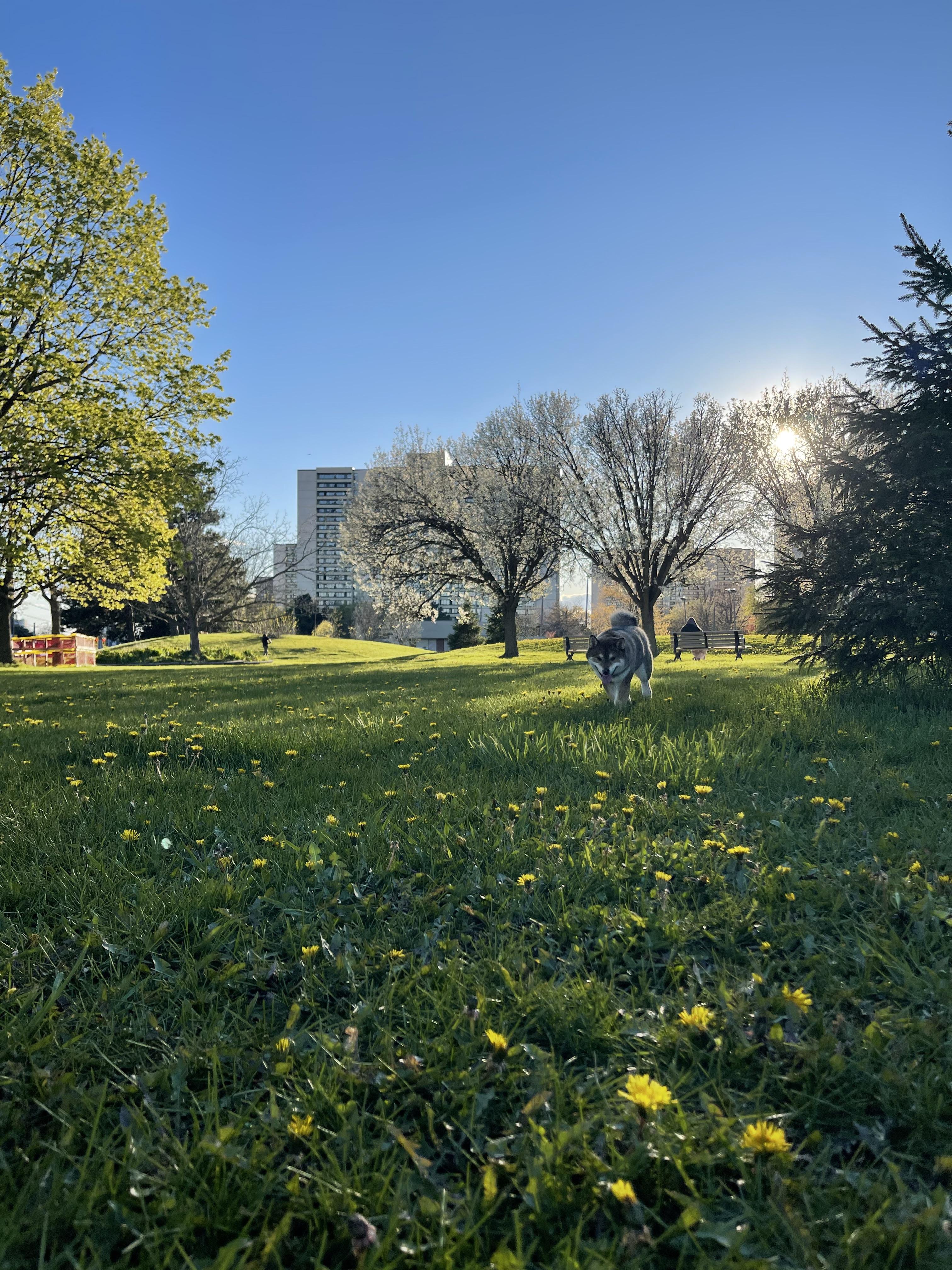 Larkhall Park venue for outdoor corporate wellness and team-building events.