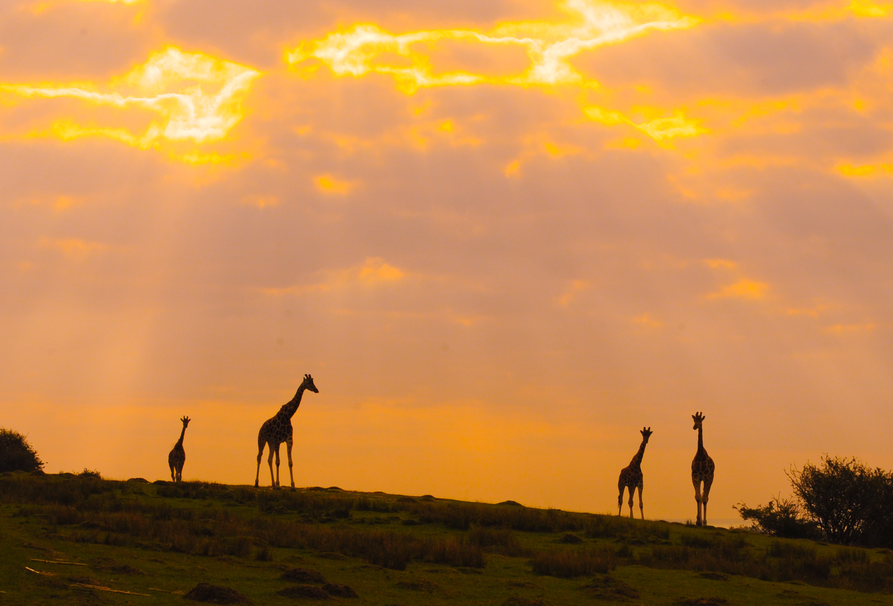 Giraffes silhouetted against a sunset at Port Lympne Hotel, ideal for corporate retreats.
