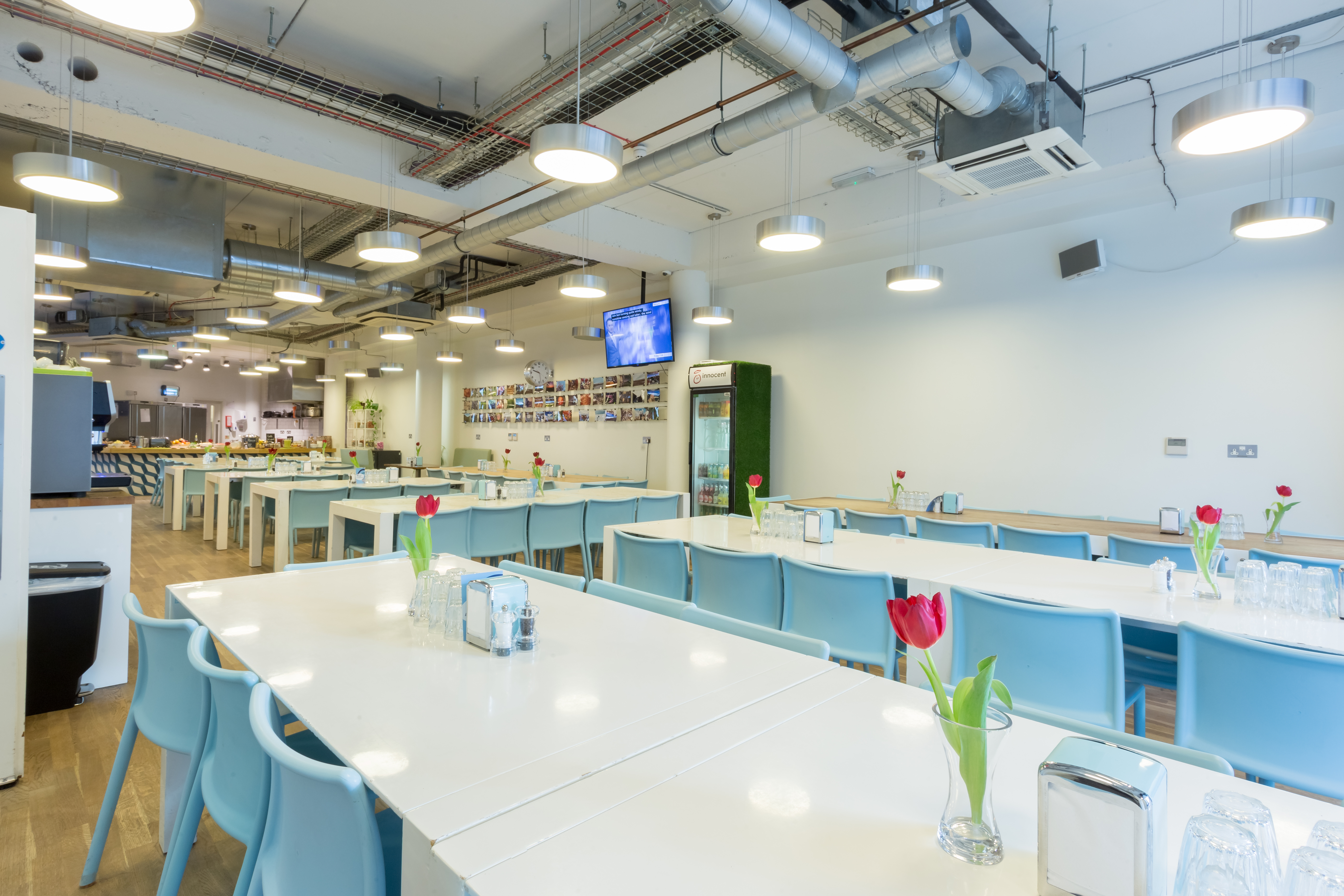 Ginger - lwgndod1hgt.jpg